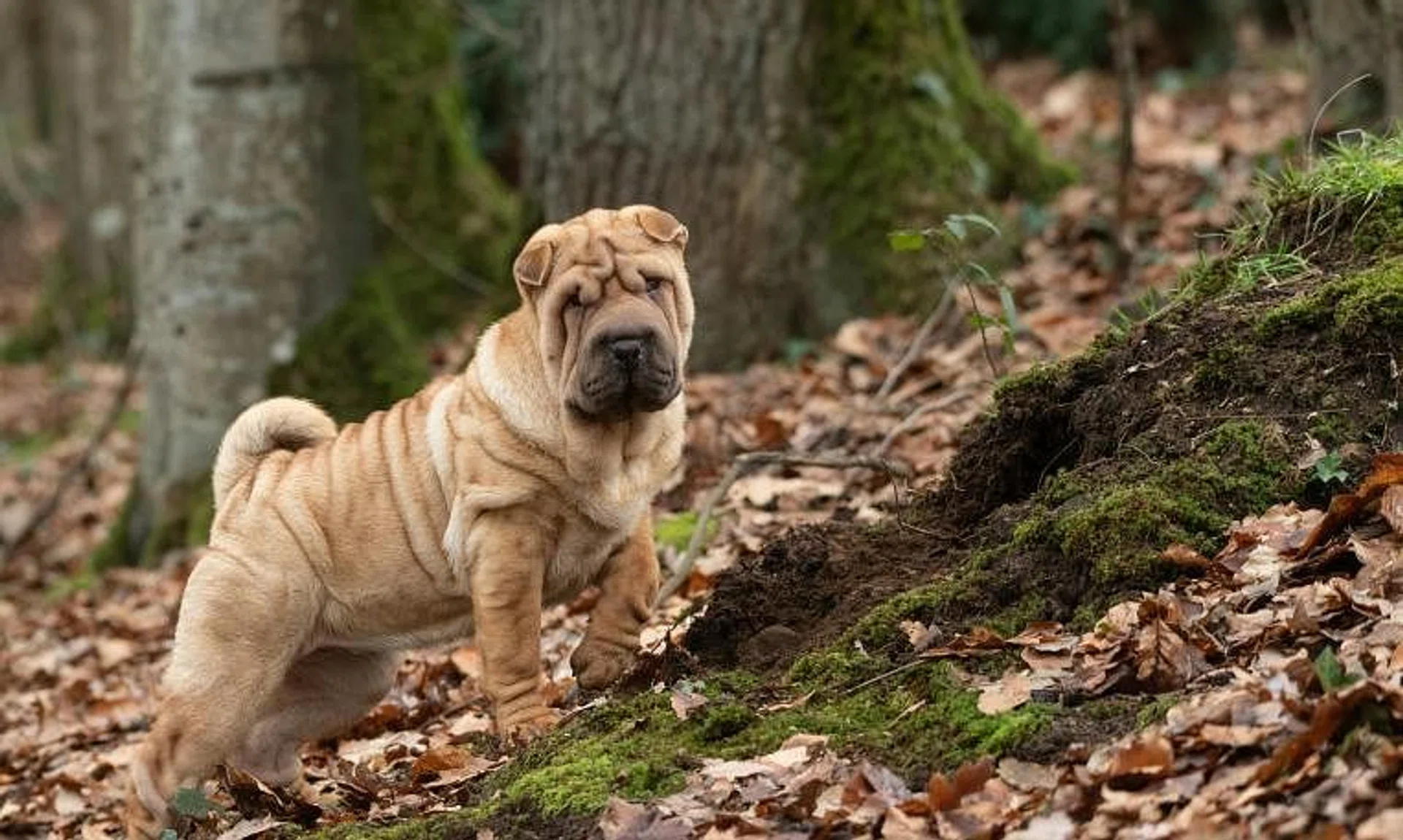 The issue surfaced online when a person shared a perplexing experience of attending the funeral of a friend’s dog and was expected to gift so-called “condolence money”.