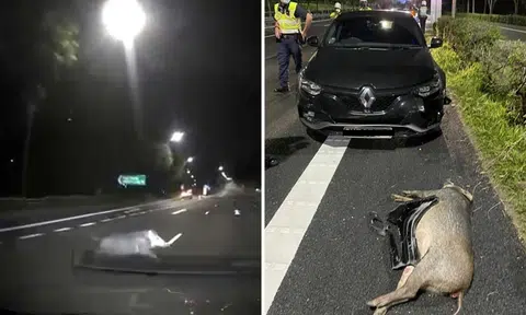 Wild boar sprints across KJE and gets hit by car