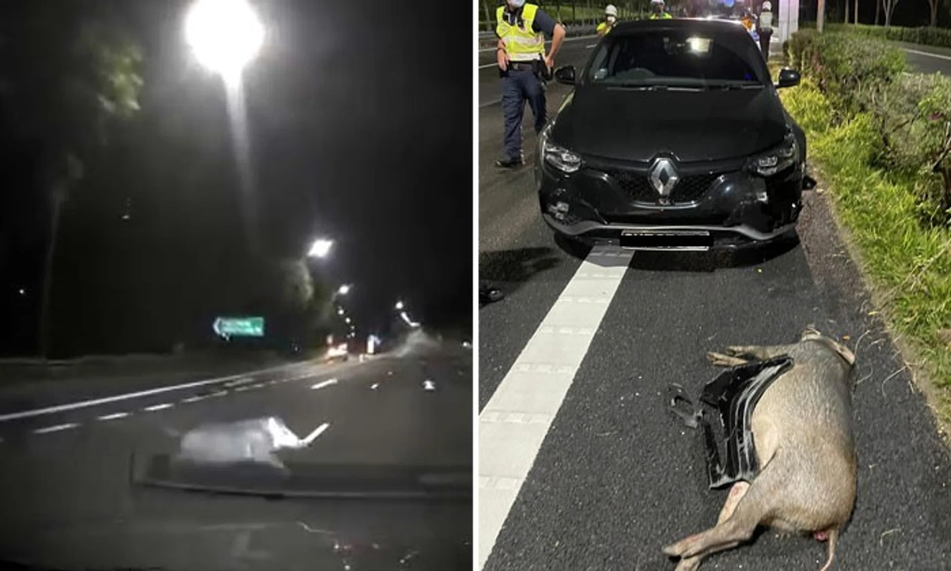 A wild boar sprinting across the Kranji Expressway (KJE) was hit by an oncoming car in the early hours of Dec 7.