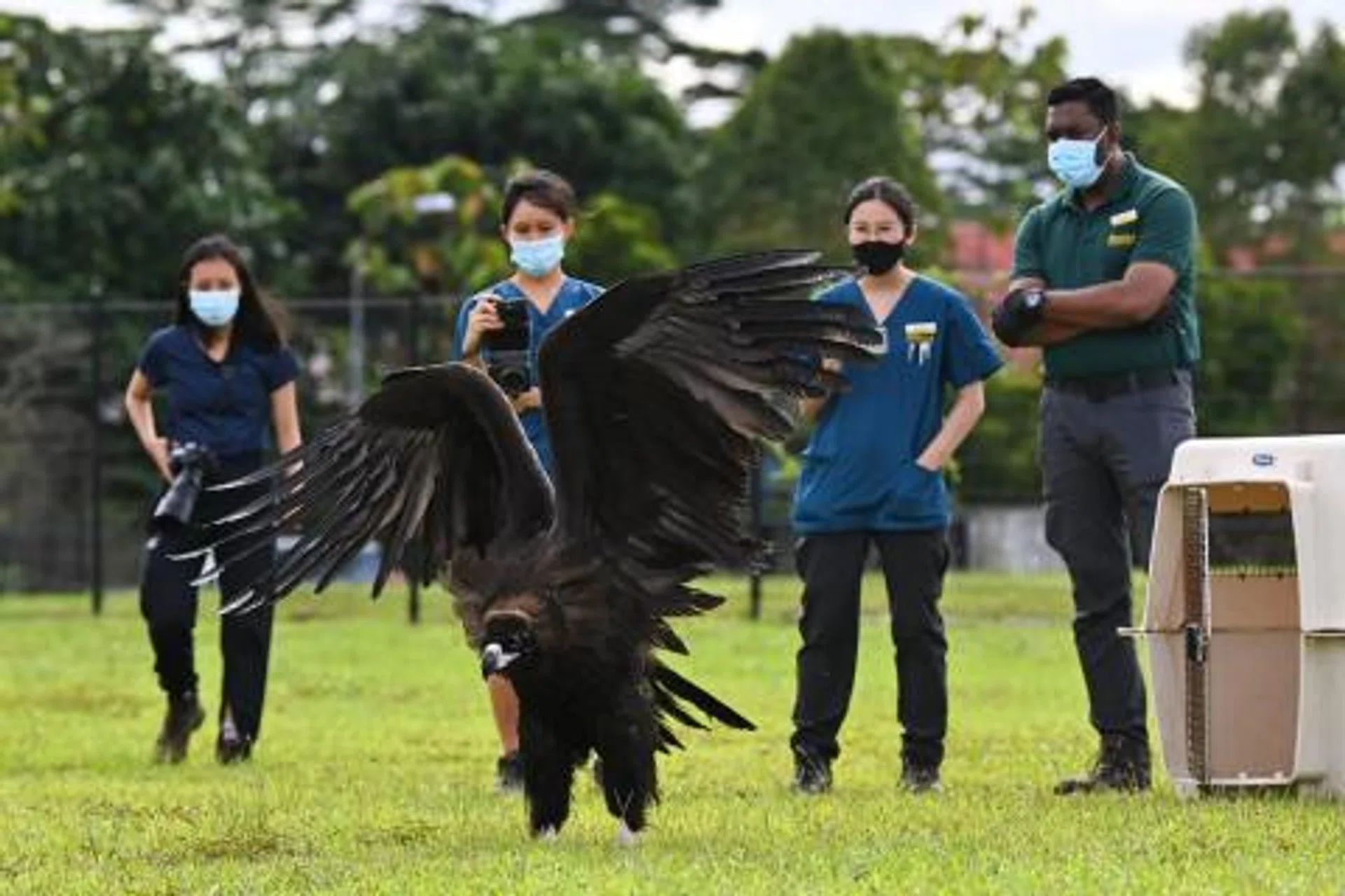 The cinereous vulture extending its wings after its release.