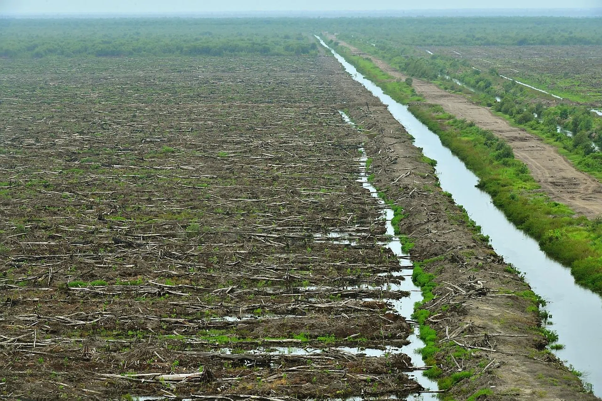 An area recently planted with Acacia trees seen during a media visit to Asia Pulp & Paper Group's OKI mill in Palembang on Feb 27. 