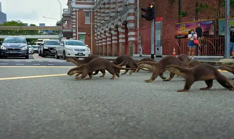 Singapore and its otters feature in new BBC Earth's Mammals