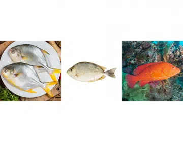 Auspicious fish, veggies and Mandarin oranges for CNY from FairPrice