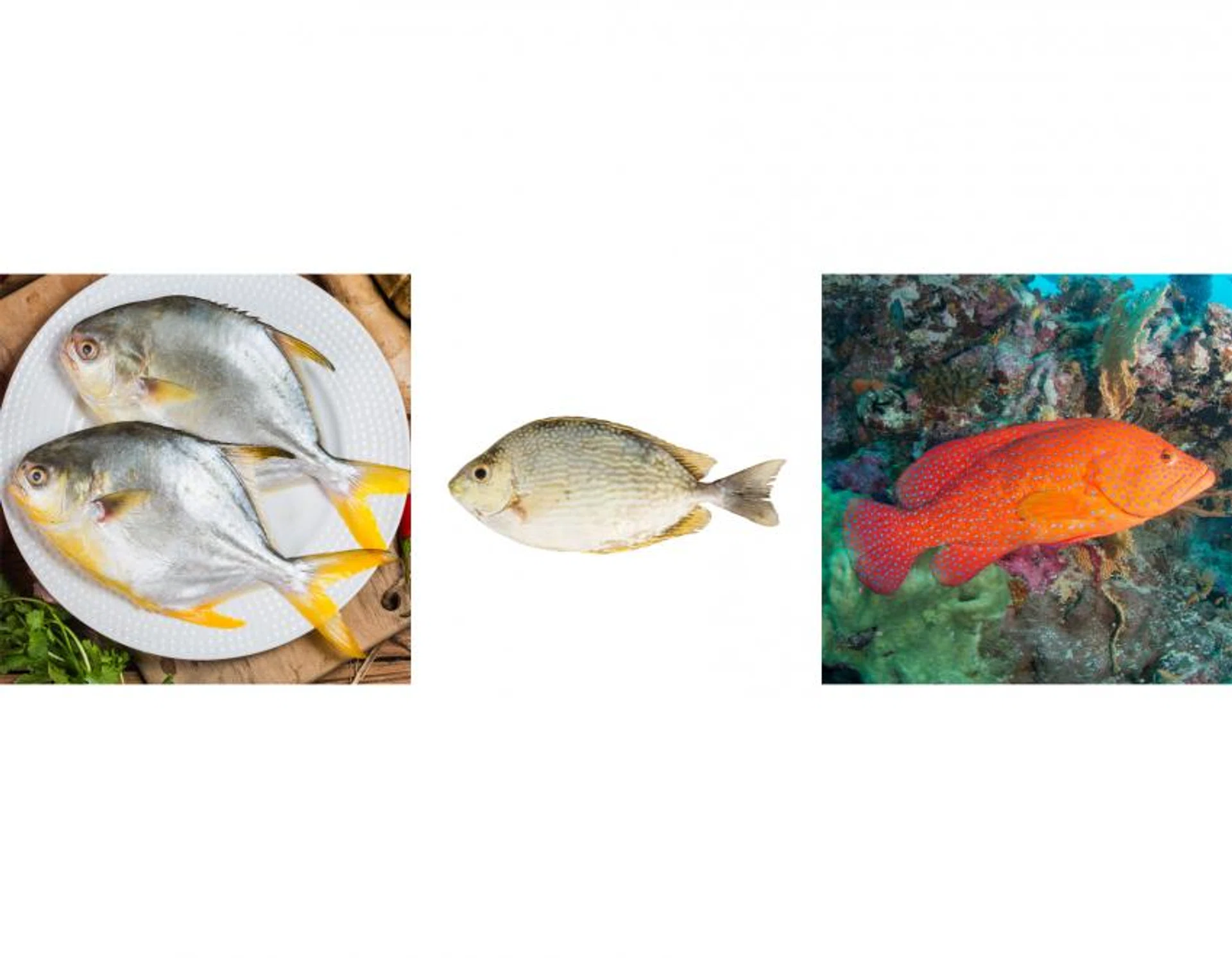 The Golden Pomfret’s (left) flesh is firm and the fish can be filleted and sliced for stir-frying or added into porridge for a nice combination of textures.