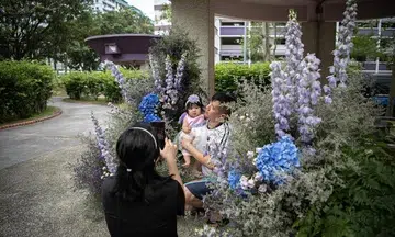 'Flower bomb' draws admirers to Pasir Ris pavilion