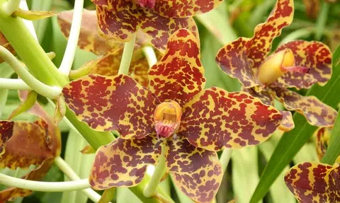 163-year-old tiger orchid back in bloom at Botanic Gardens