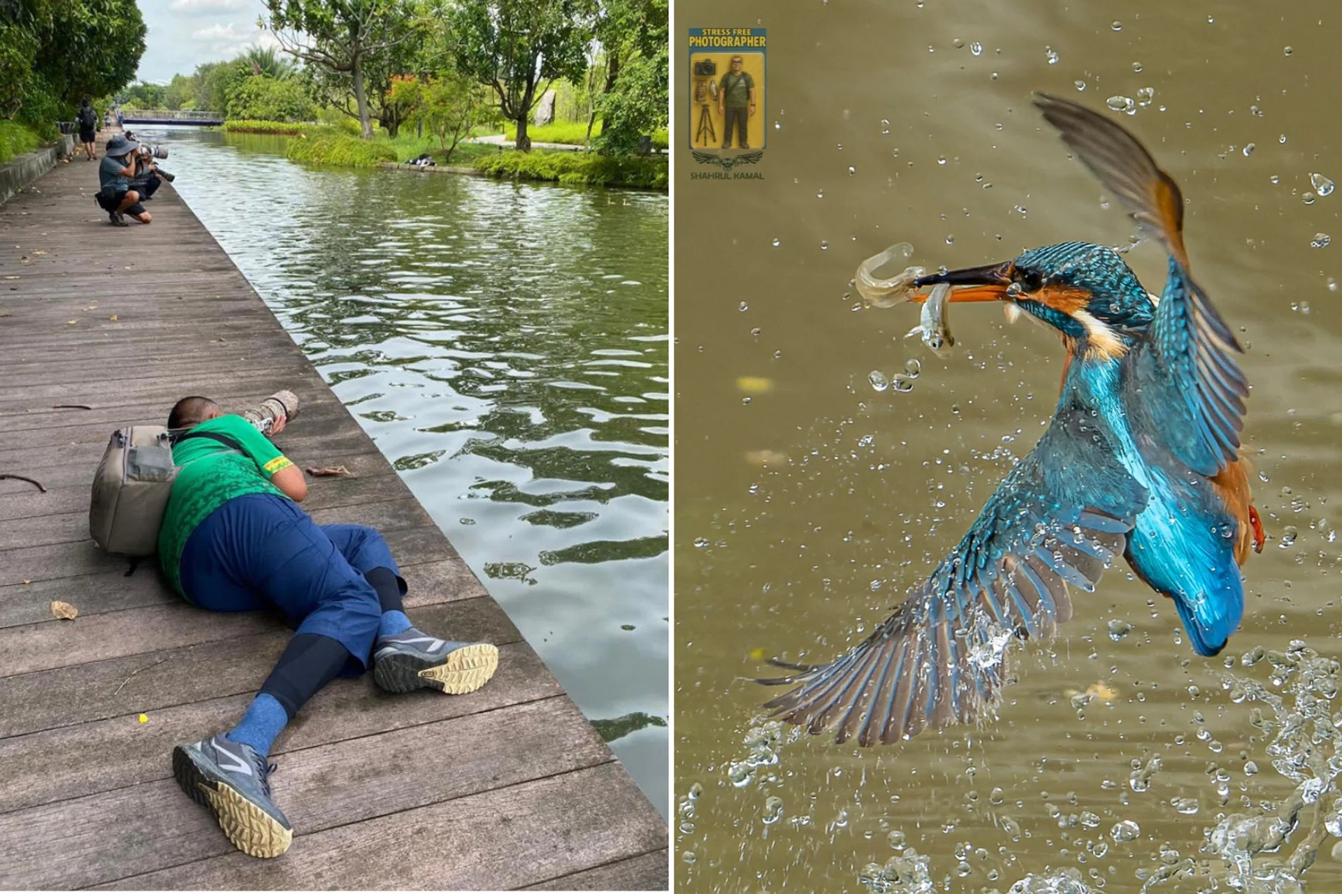 Mr Shahrul braved muddy banks, risking his gear, just to capture the common kingfisher at Jurong Eco-Garden. 