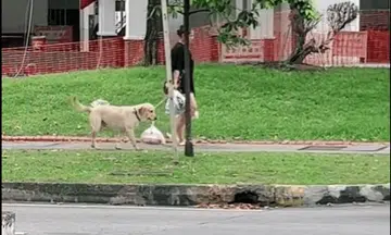 'So clever': Dog helps handler with groceries by carrying plastic bag in mouth