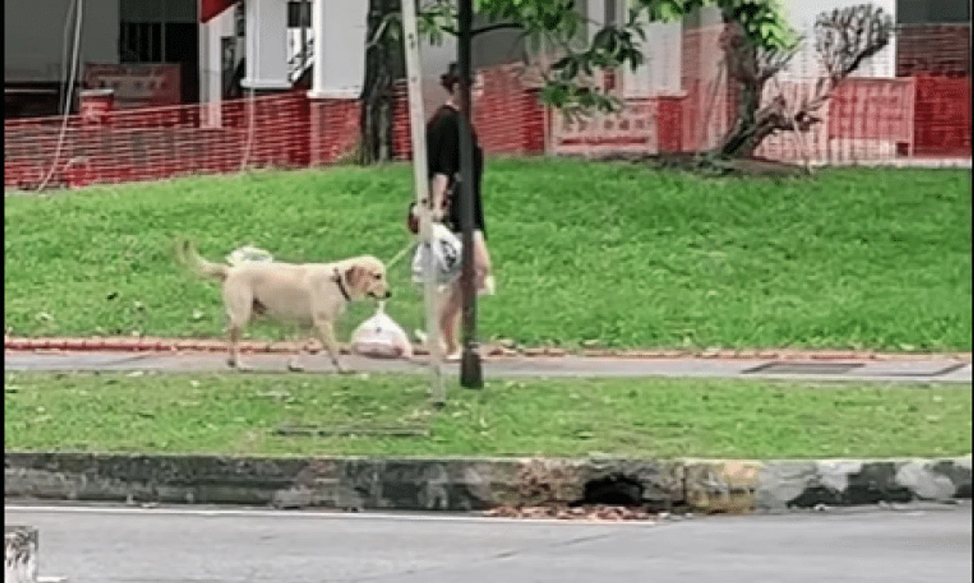 Facebook users expressed their adoration for the helpful pet. 