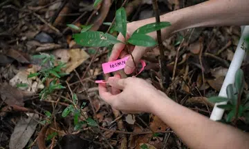 In a bid to coax the return of primary forest trees