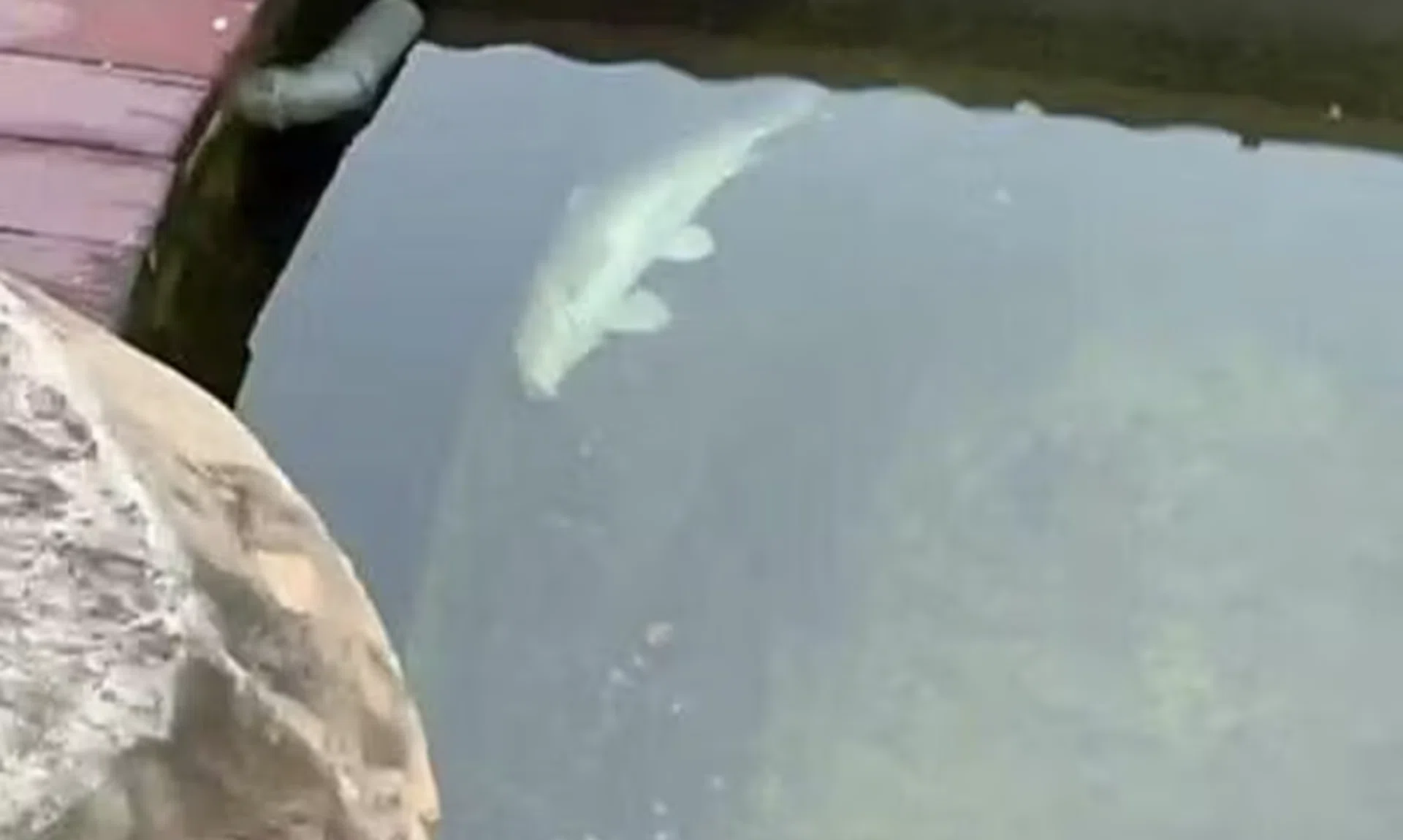 One of the carps that died.