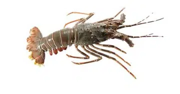 481