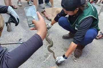 Python slithers into Redhill Market - bystanders say it's an auspicious sign