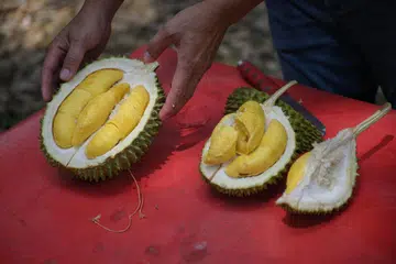 Meet the new king of the hill: How weather and hype are shaping the future of durians