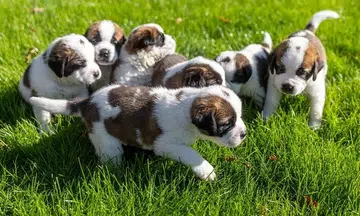 Switzerland's beloved St Bernard dogs lap up new social role helping vulnerable people