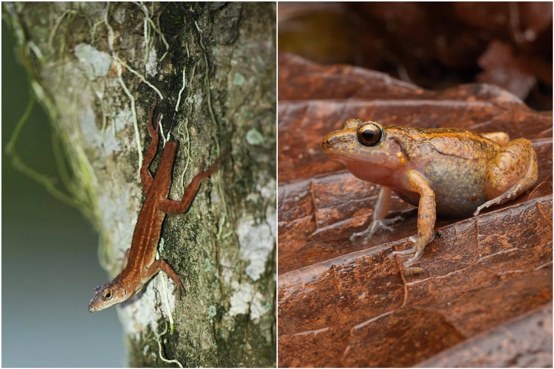 Nparks said that it is aware of the presence of the brown anole (left) and greenhouse frog in Singapore and is monitoring the situation.