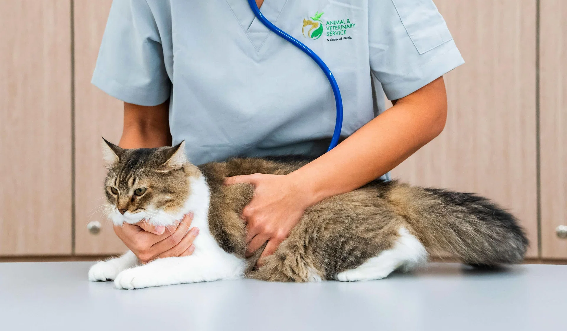 Pet owners can protect their pets and themselves through regular vet check-ups, good hygiene, and informing doctors about animal contact if unwell.