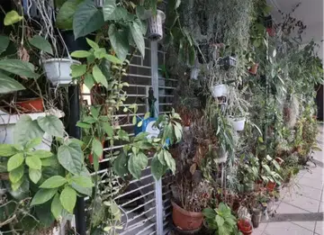 Resident sees red over neighbour's green wall