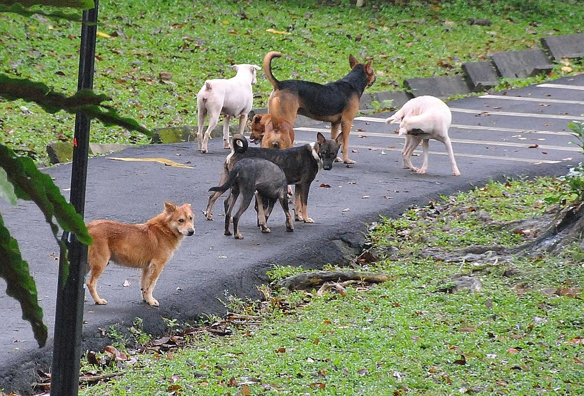 The trap-neuter-release-manage programme plans to sterilise more than 70 per cent of stray dogs within the next five years. 