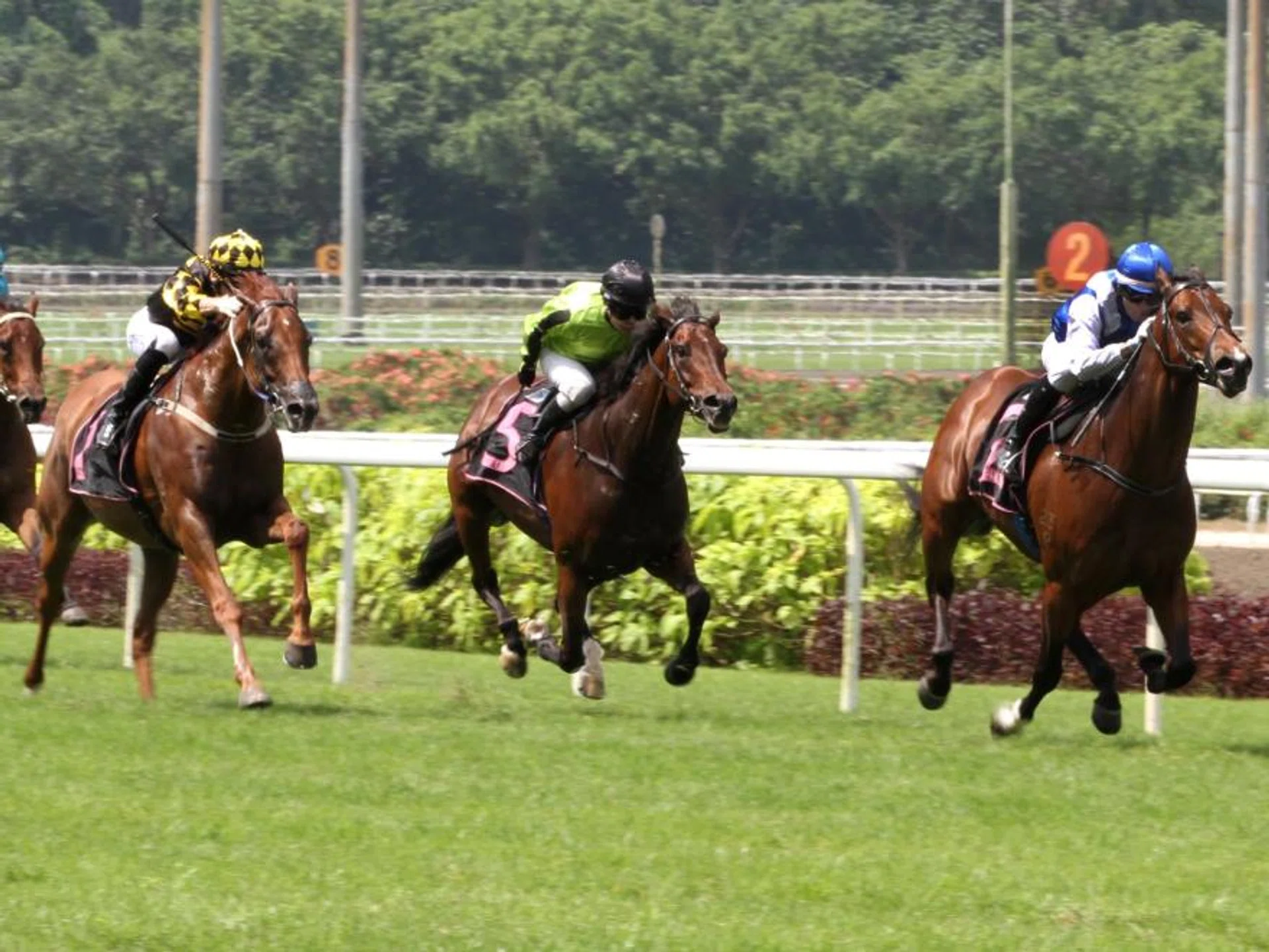 The Steven Burridge-trained Ghalib (Manoel Nunes) coming off a tactically-run race to shoot well clear in the Kranji Stakes A race (1,400m) on June 16, leaving favourite Golden Monkey (Ryan Curatolo, No. 1), So Hi Class (Koh Teck Huat, No. 5) and General Command (Daniel Moor) paddling away in his wake. 
