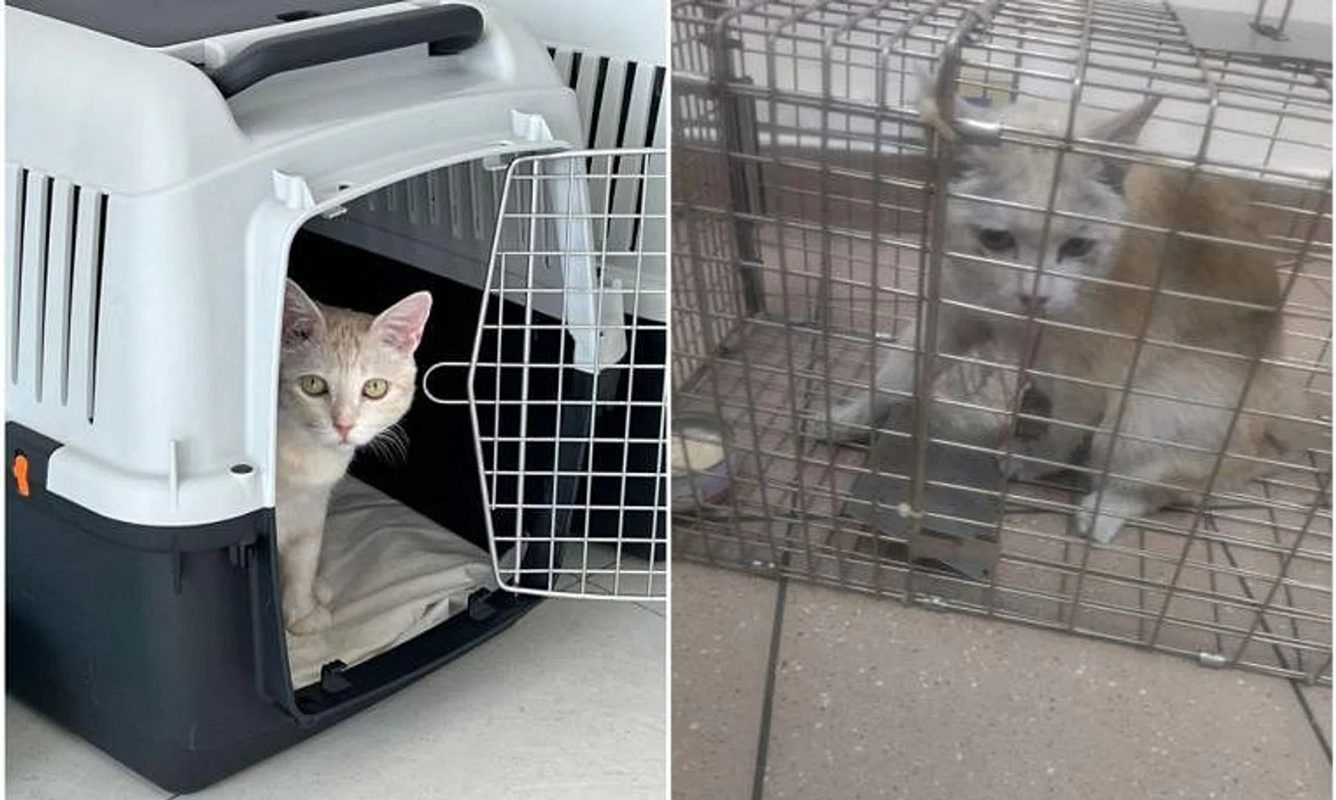 Aiko the cat was found on the morning of Nov 1, said Mr Adrian Wong in a follow-up post on Facebook.