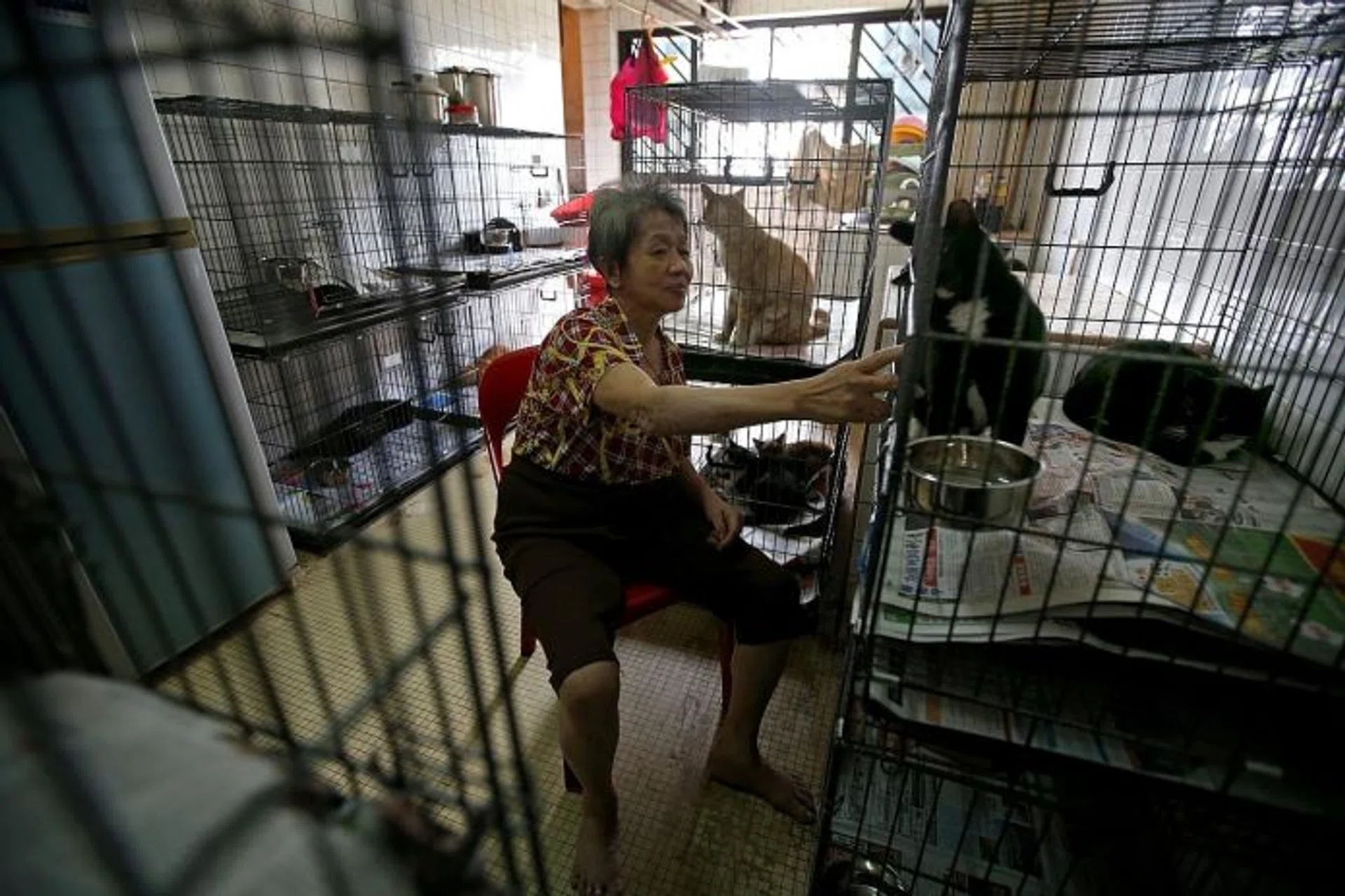 CLEANED UP: Madam Koh Poh Choo's (above) cats now live in new cages after volunteers from the Cat Welfare Society cleaned her cockroach-infested flat and bought her 11 new cages.