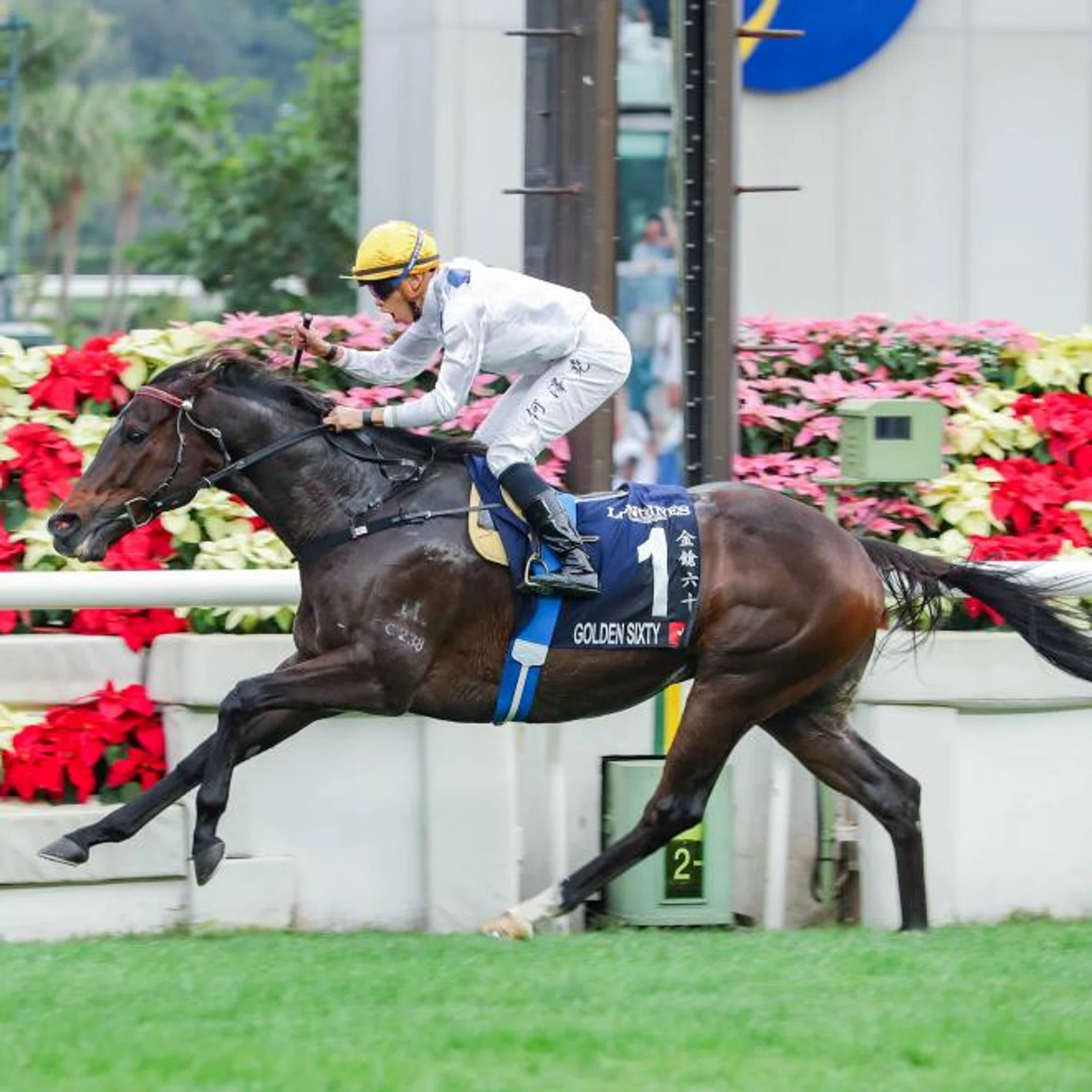 Golden Sixty (Vincent Ho) winning the 2023 Group 1 Longines Hong Kong Mile (1,600m) at his last start at Sha Tin on Dec 10.