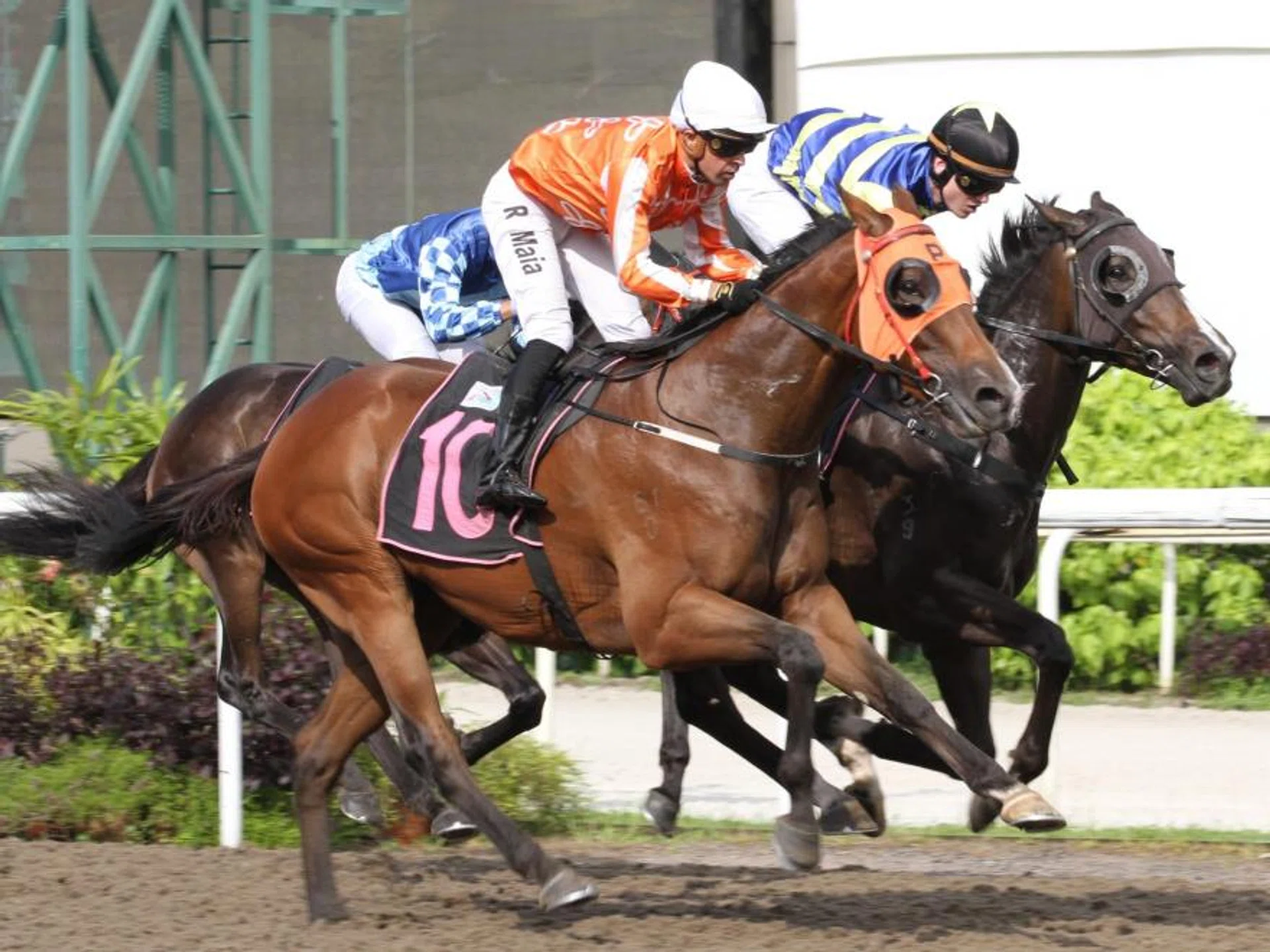 The David Kok-trained Pacific Spirit (Ruan Maia, No. 10) pulling out all the stops to nab A Better Tomorrow (Jaden Lloyd) by a nose in the Class 5 Division 1 race (1,700m) at Kranji on April 13. Maia won earlier aboard Kinabalu Light, another horse prepared by Kok, but also squandered a few good bullets.
