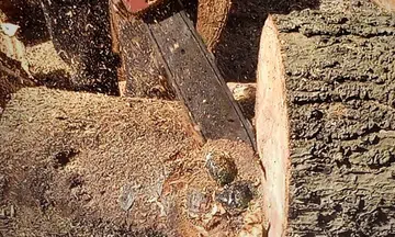 Emerald Buddha statue found in mango tree trunk at Thai temple