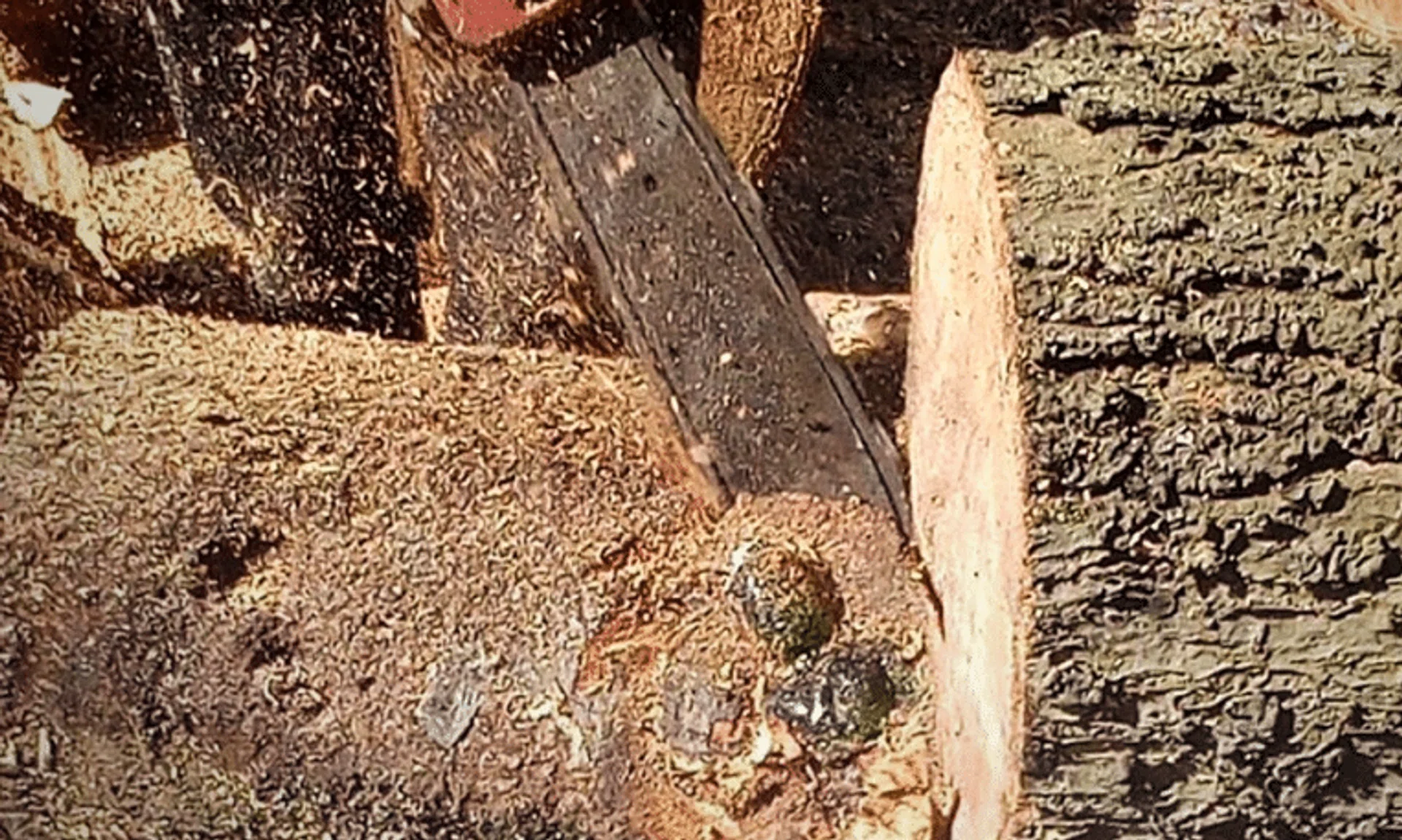 The mystery of how the statue ended up inside the tree trunk remains unsolved.