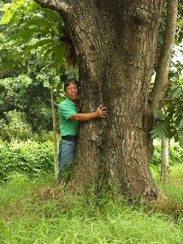 Former zoo curator writes book on mahogany tree