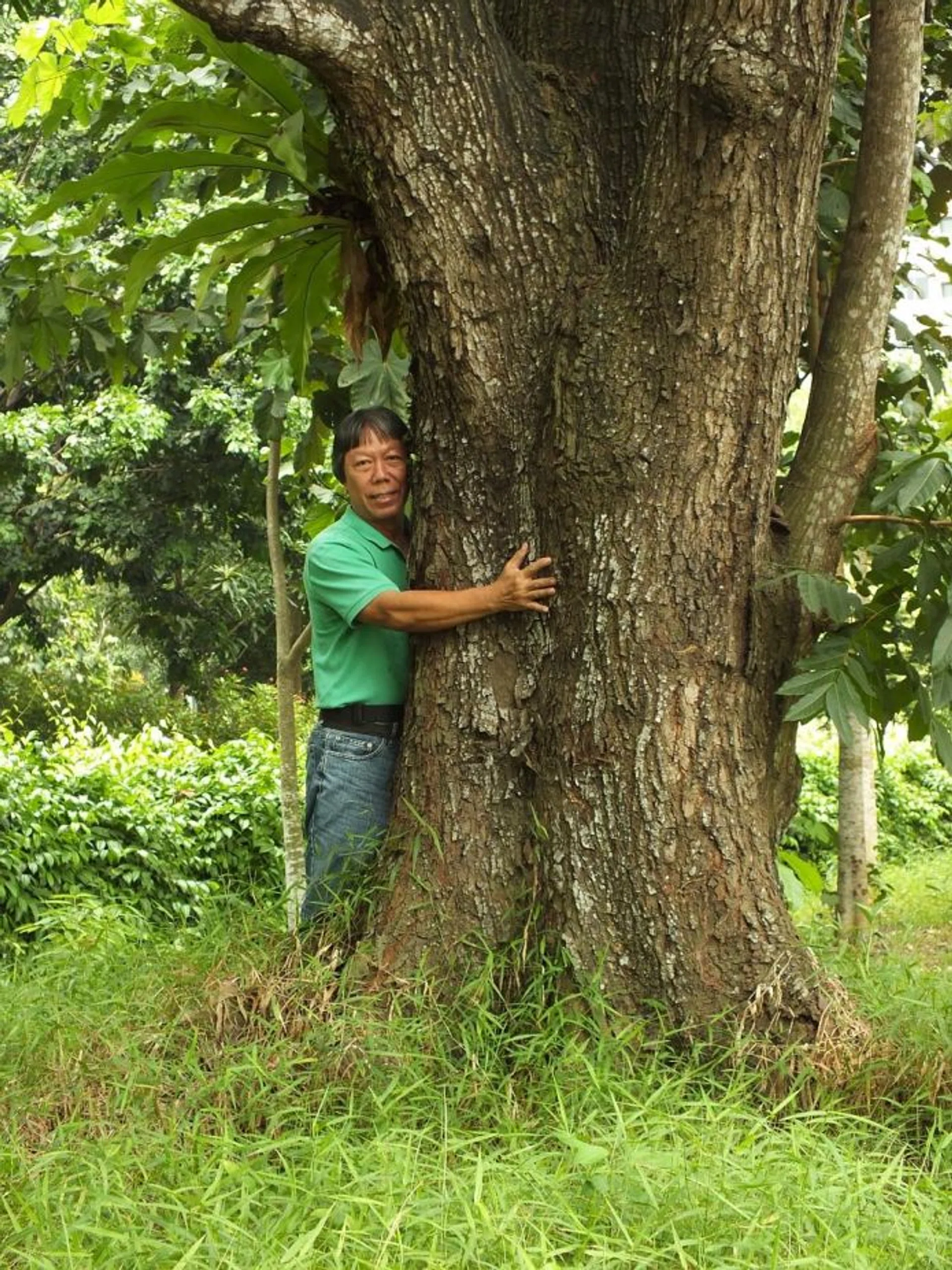 TREE-HUGGER: (Above) Mr Francis Lim with one of the mahogany trees he studied for his book. Its trunk is about 80cm in diameter.