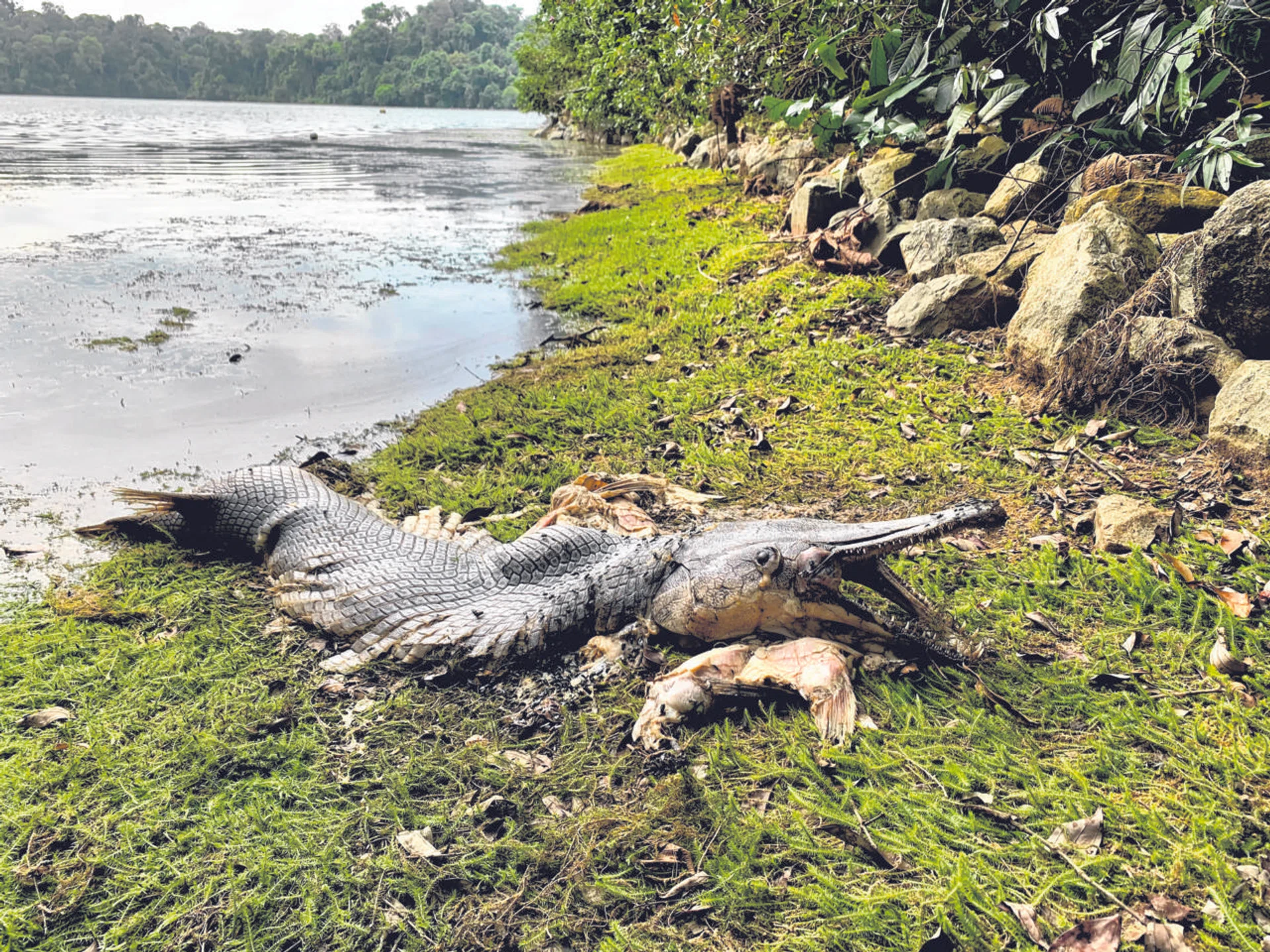 The carcass of an alligator gar that was seen at MacRitchie Reservoir. 