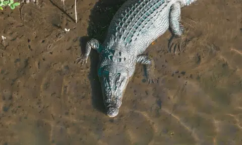 NParks on the lookout for escaped crocodiles from Batam farm