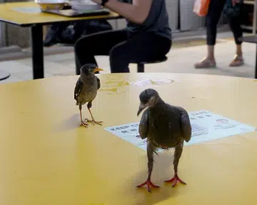 From rats to birds, these pests make dining at People's Park Food Centre a pain
