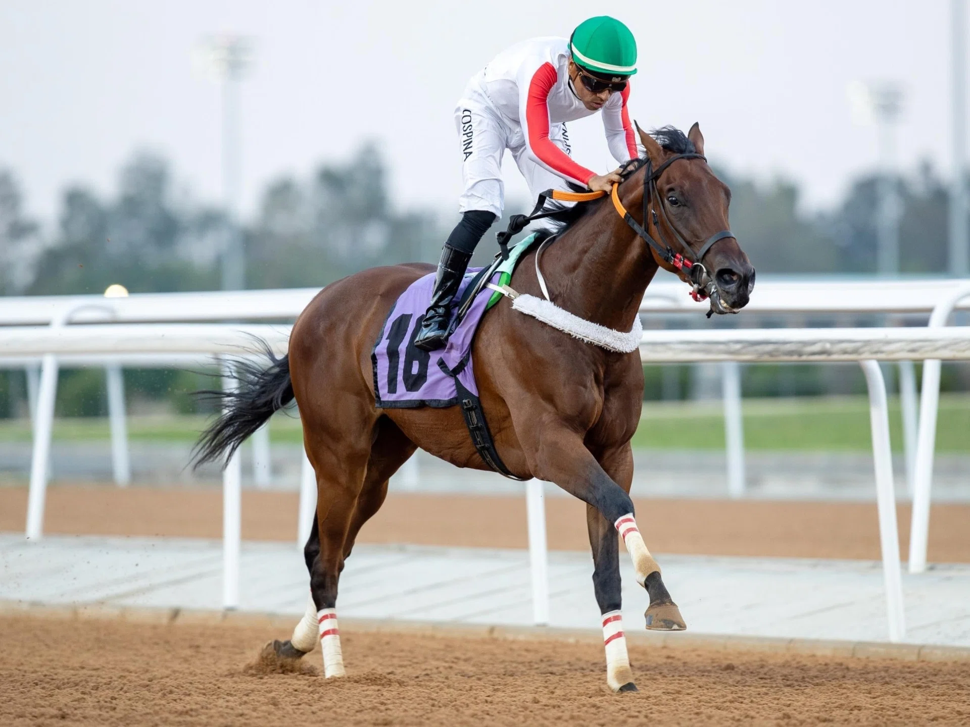 Yaroa (Camilio Ospina) scoring on debut at King Khaled racetrack on Aug 10, 2024 when then trained by Ab. Almushawwah. Now prepared by Bader Rizaiq, the Premium Tap four-year-old will attempt to stretch his unbeaten run to four wins in the Africa Cup at King Abdulaziz racetrack on Oct 24.