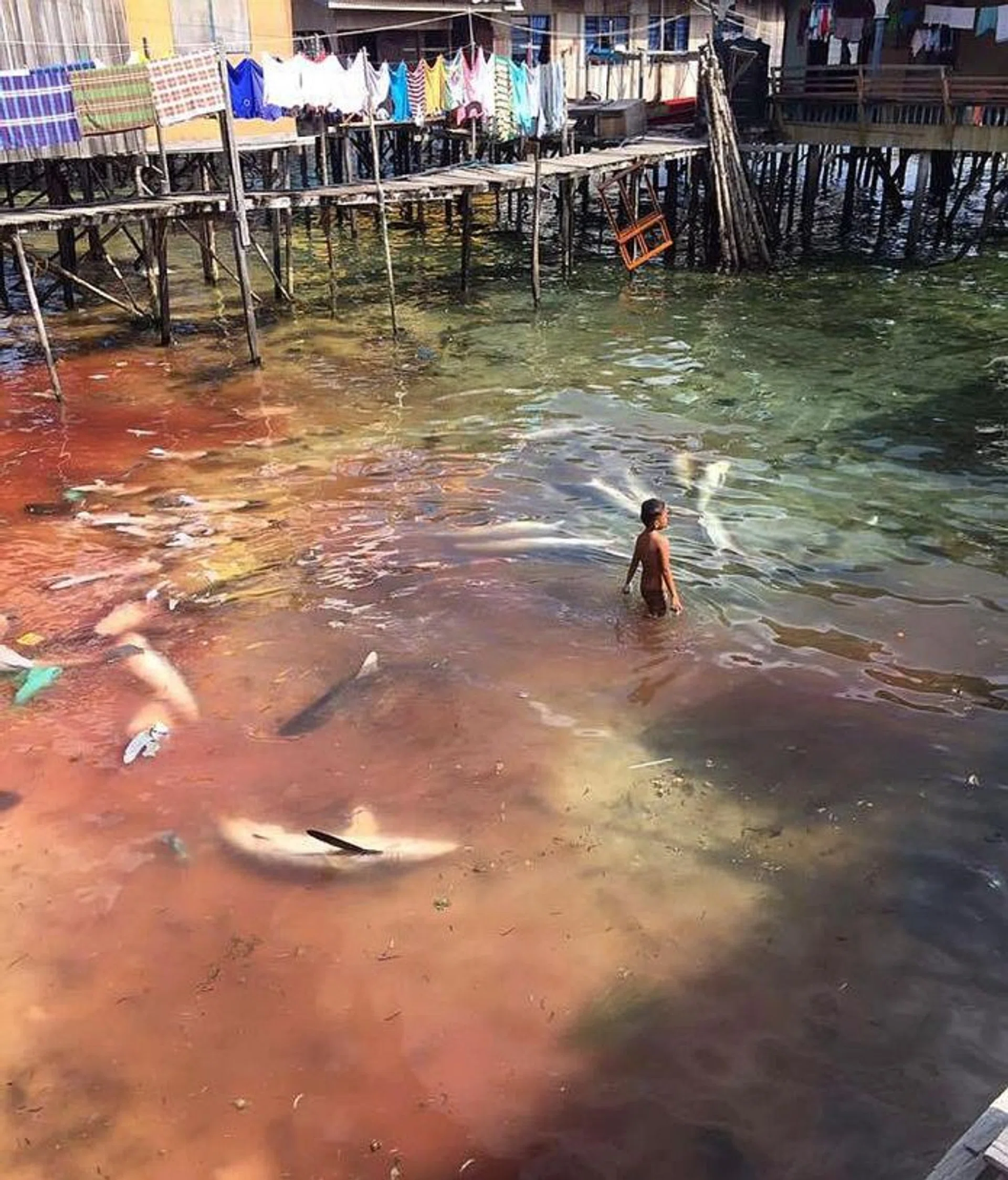 HUNTED: More than 231 tonnes of sharks were caught in Malaysia between 2002 and 2011.