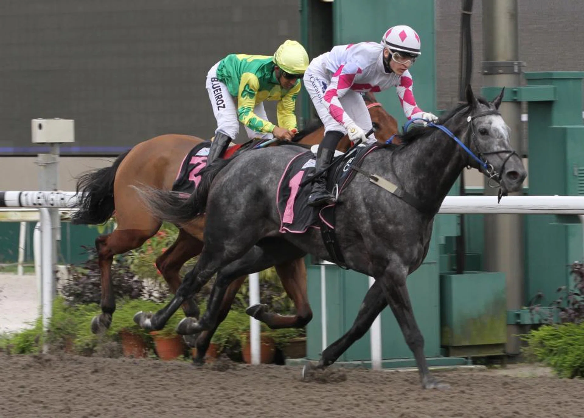 King Of Sixty-One (Ryan Curatolo) beating Aniki (Bruno Queiroz) to land the Class 3 race (1,600m) on Polytrack for his fifth win at Kranji.