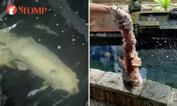 Otters in Bukit Timah 'murdered' prized koi