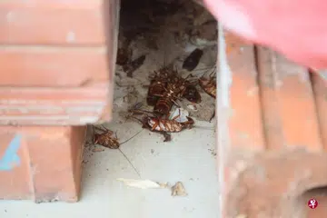 Man's flat infested with cockroaches, which sneak into neighbours' homes
