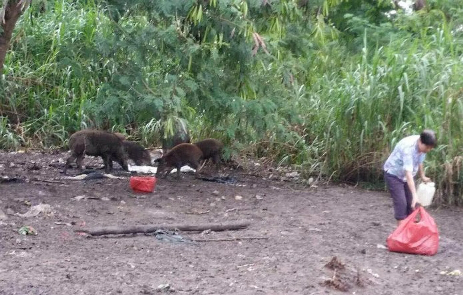 DANGEROUS: This photo of a woman in the wild boars' clearing was posted on Facebook. Some praised her, but deputy chief executive of animal group Acres said that feeding wild boars creates problems in the long run.