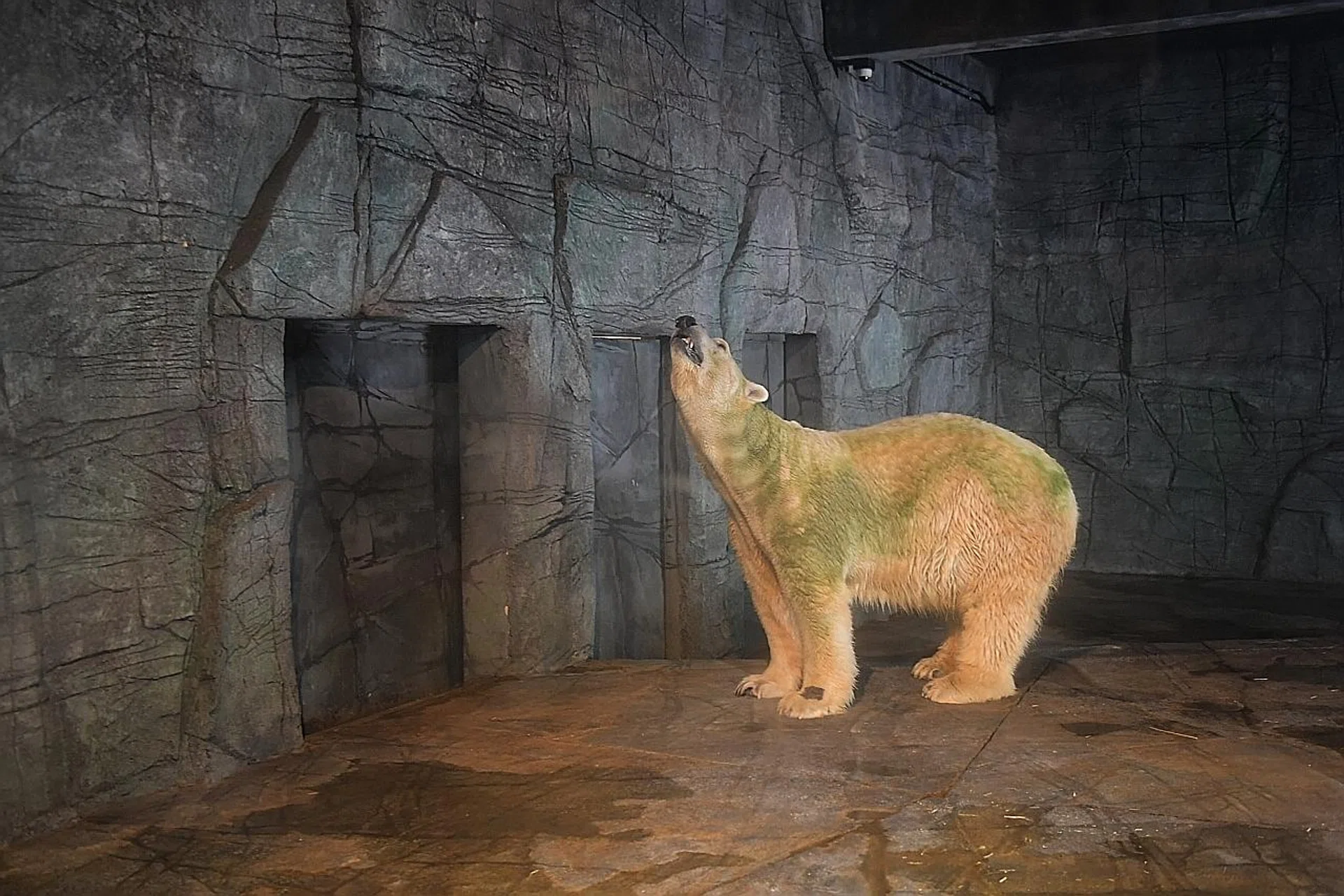 Inuka in his enclosure yesterday. 
