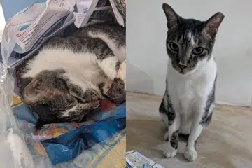 Community cat found dead in Tampines West, residents appeal for witnesses