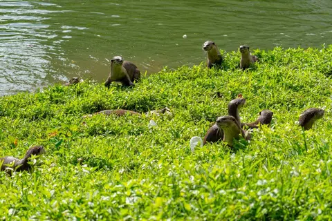 Beloved otter Zouk Mum found dead in Potong Pasir canal