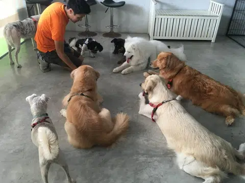 Doggy daycare: It's about having a Paw-some time