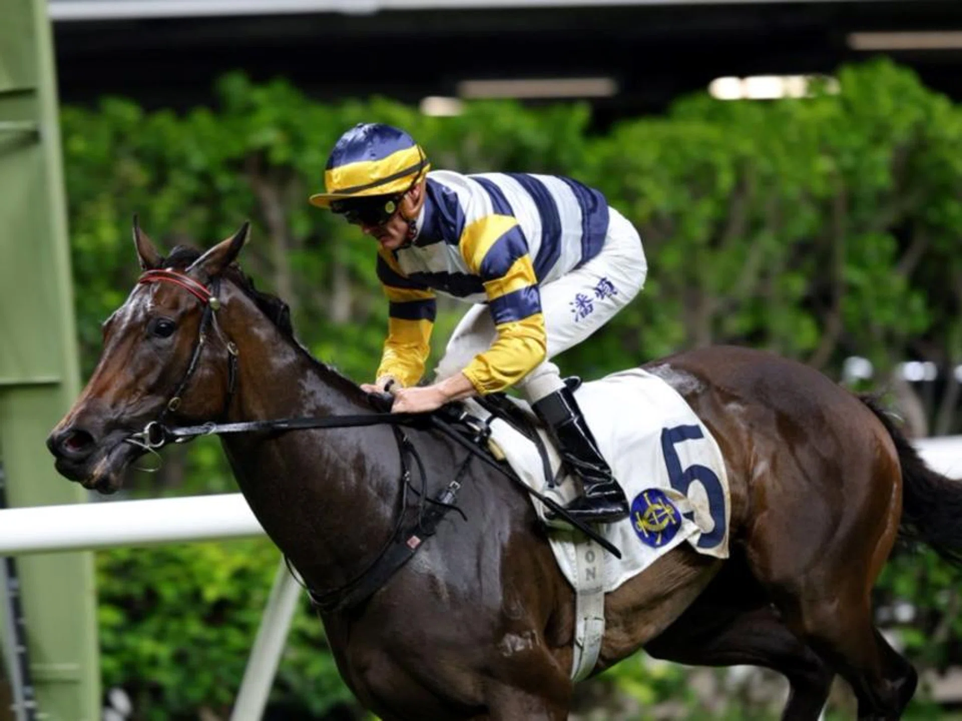 Packing Hermod (Zac Purton) ran away an easy winner on debut in a Class 4 (1,200m) at Happy Valley on June 26, 2024. The Rubick four-year-old will line up in the Hong Kong Classic Mile (1,600m) at Sha Tin on Jan 31.
