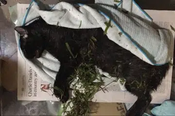 More attacks by stray dogs on cats during circuit breaker