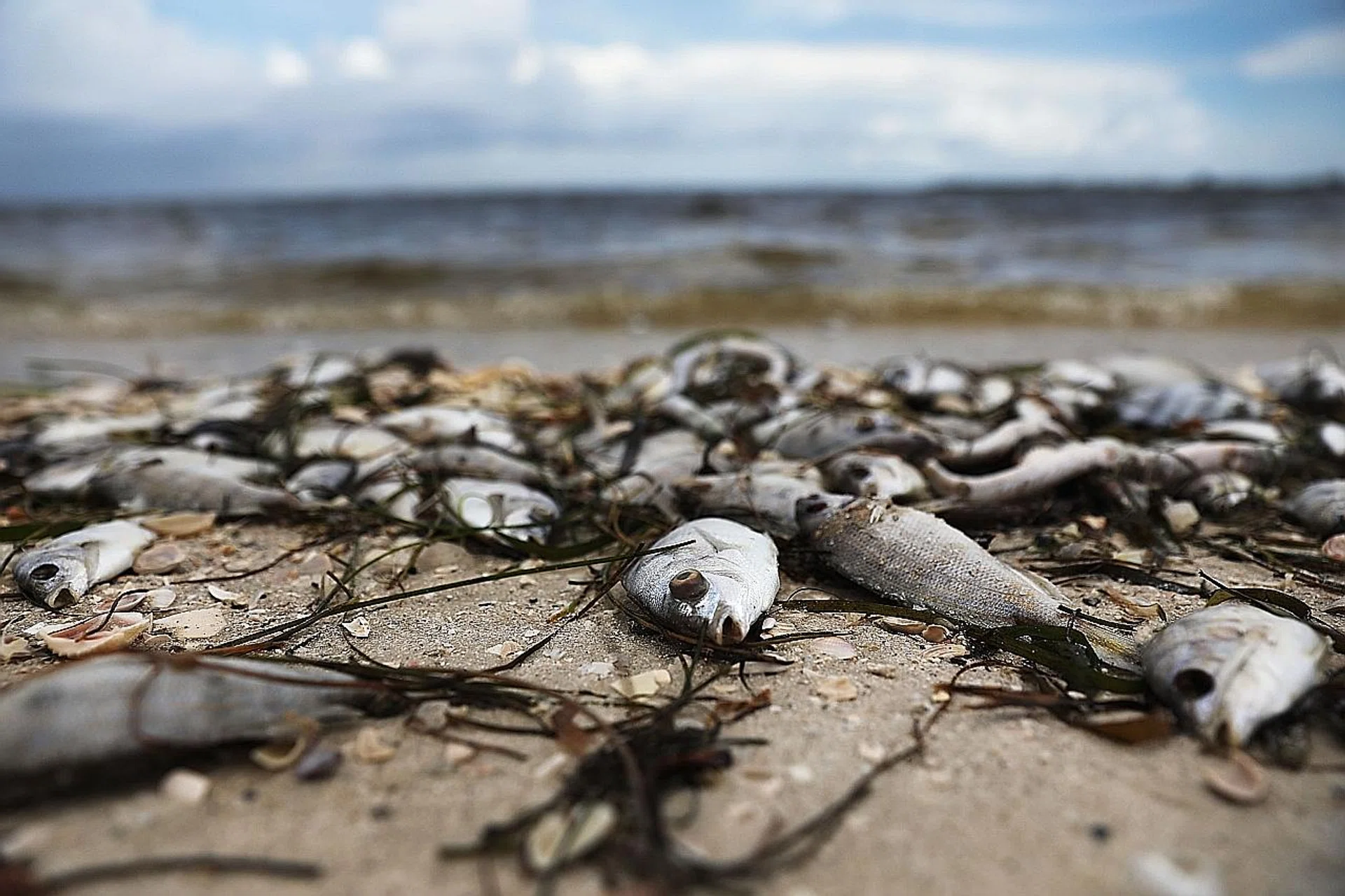 Fish washed up ashore after dying in the red tide in Florida. 