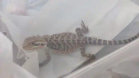 Bearded dragons, which originate from warm, arid areas in Australia, are banned as pets in Singapore.