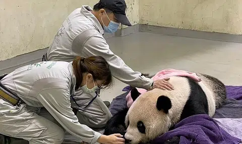 Beloved panda gifted by China to Taiwan dies